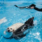 dogs swimming